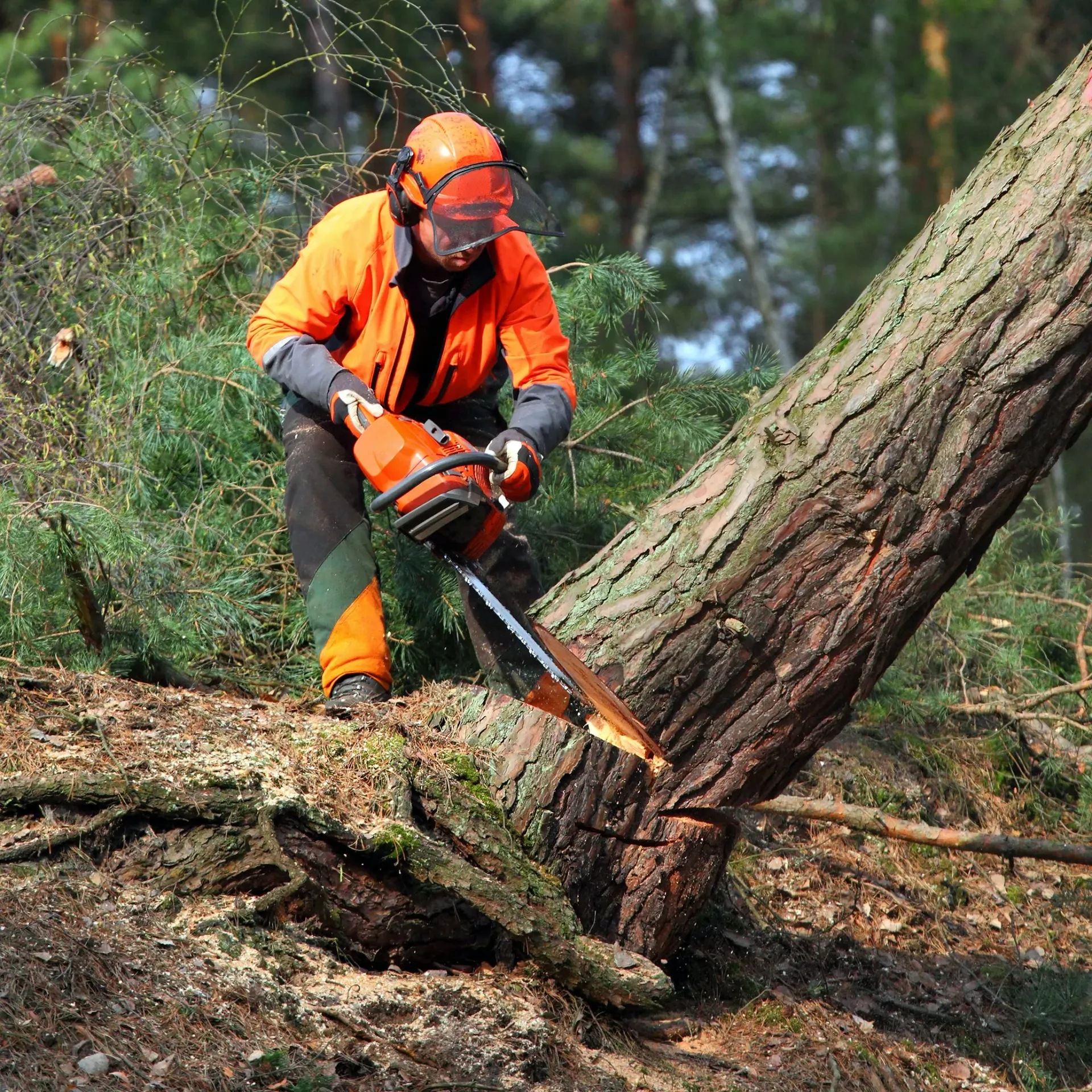 A person in safety gear using a chainsaw to cut down a large tree