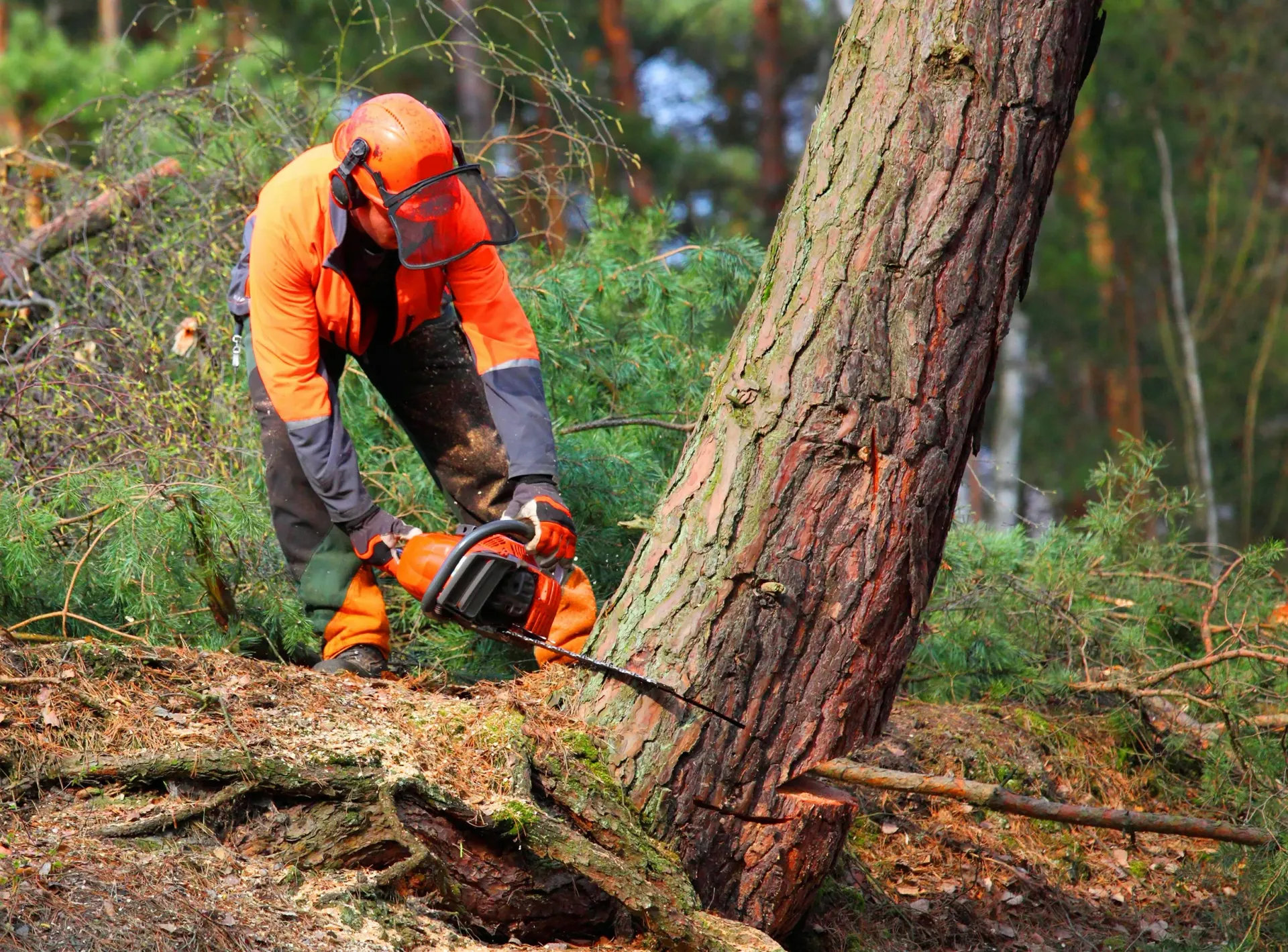 Professional tree surgeon using a chainsaw for tree removal services, relevant to tree root removal.
