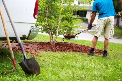 Gardener spreading mulch around a tree in a garden bed