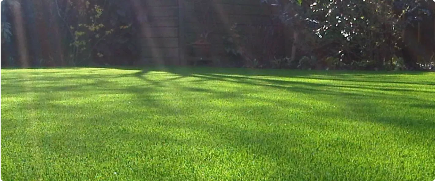 A lush green natural lawn, showcasing quality turfing installation.